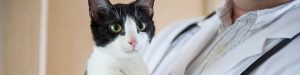 مزیت های غذای مرطوب برای گربه ها چیست؟