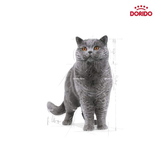 غذای خشک گربه رویال کنین مدل British Shorthair Adult