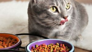 غذای خشک یا غذای مرطوب گربه؟ کدام بهتر است؟