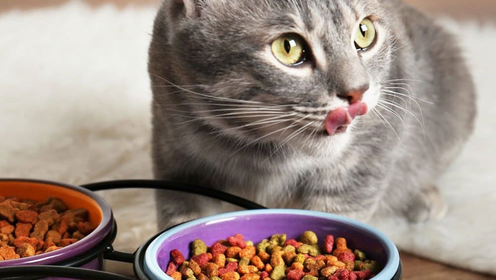 غذای مرطوب یا غذای خشک برای گربه، کدام بهتر است؟